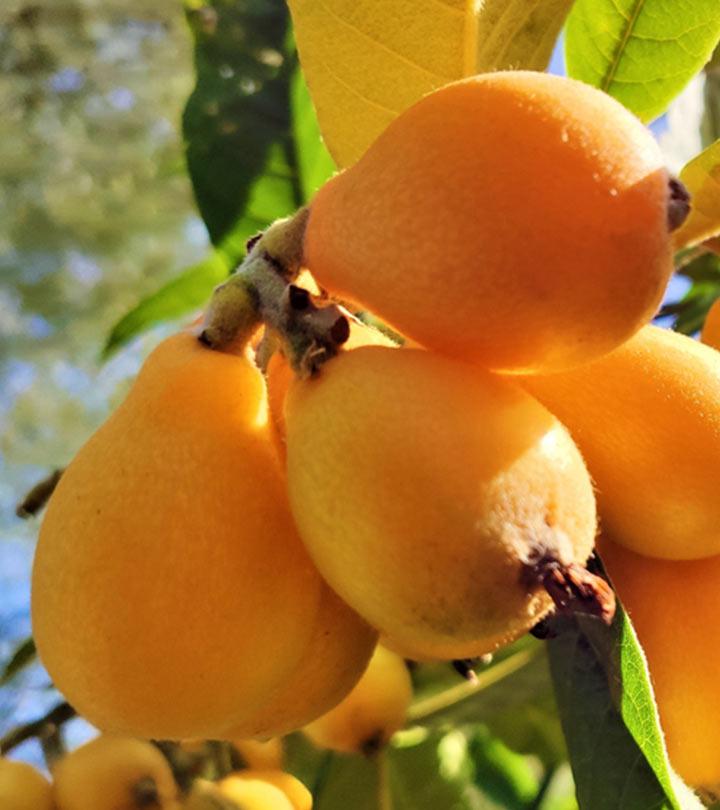 लोकाट के फायदे और नुकसान – Loquat Benefits and Side Effects in Hindi