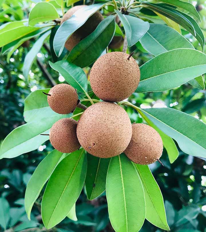 चीकू के 19 फायदे, उपयोग और नुकसान – Sapota (Chiku) Benefits, Uses and Side Effects in Hindi