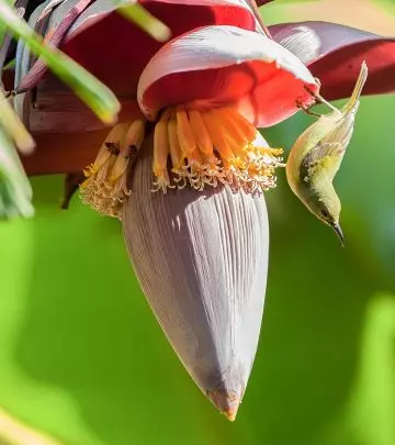 केले के फूल के फायदे, उपयोग और नुकसान – Banana Flower Benefits, Uses and Side Effects in Hindi