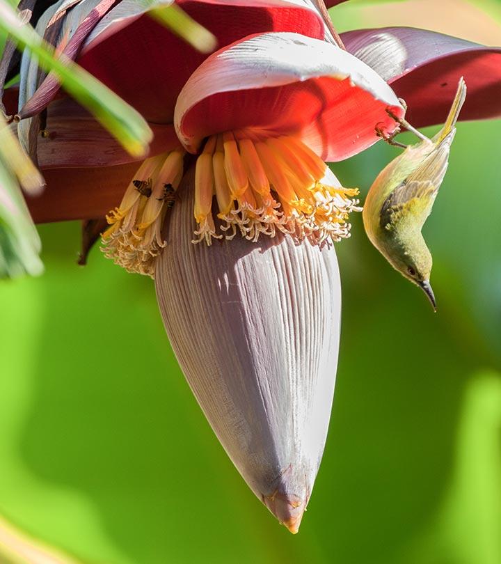 केले के फूल के फायदे, उपयोग और नुकसान – Banana Flower Benefits, Uses and Side Effects in Hindi