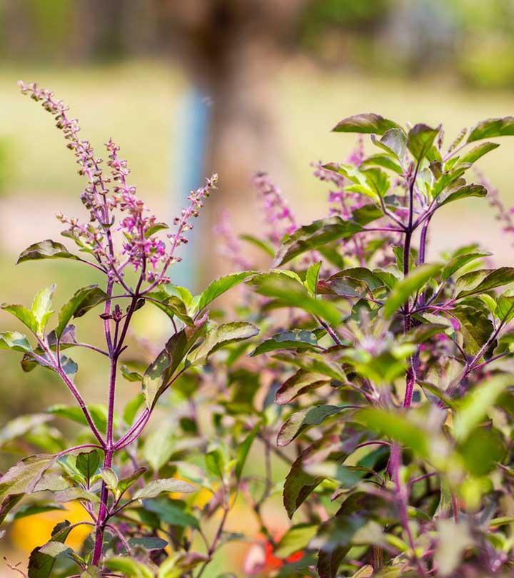 त्वचा के लिए तुलसी के फायदे – 5 Benefits Of Basil Leaves (Tulsi) For Skin in Hindi