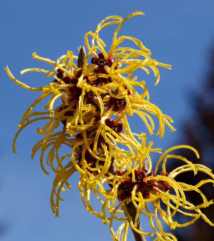 Witch Hazel For Skin: How To Use And How It Helps