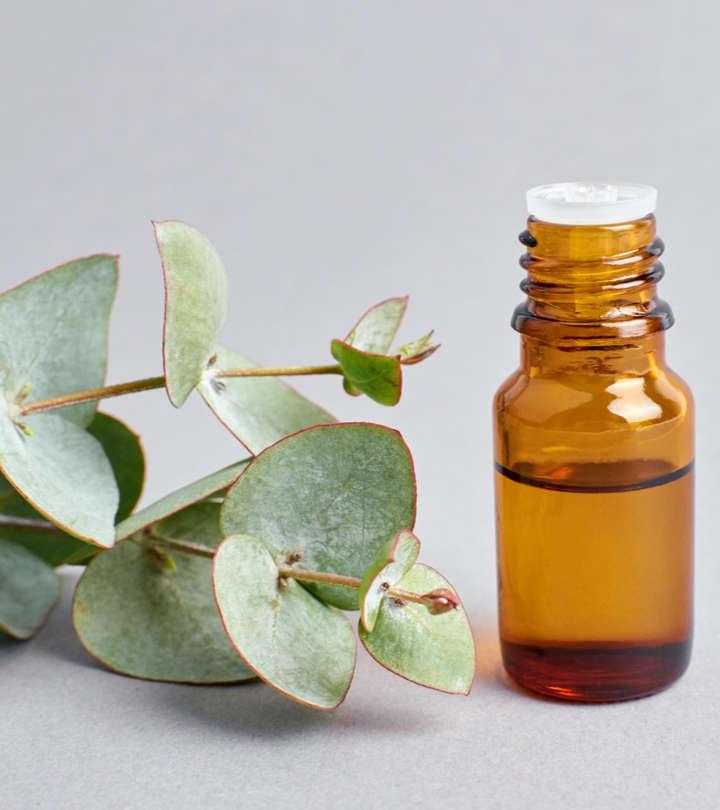 नीलगिरी तेल के फायदे और नुकसान - Eucalyptus Oil (Nilgiri Tel) Benefits and  Side Effects in Hindi