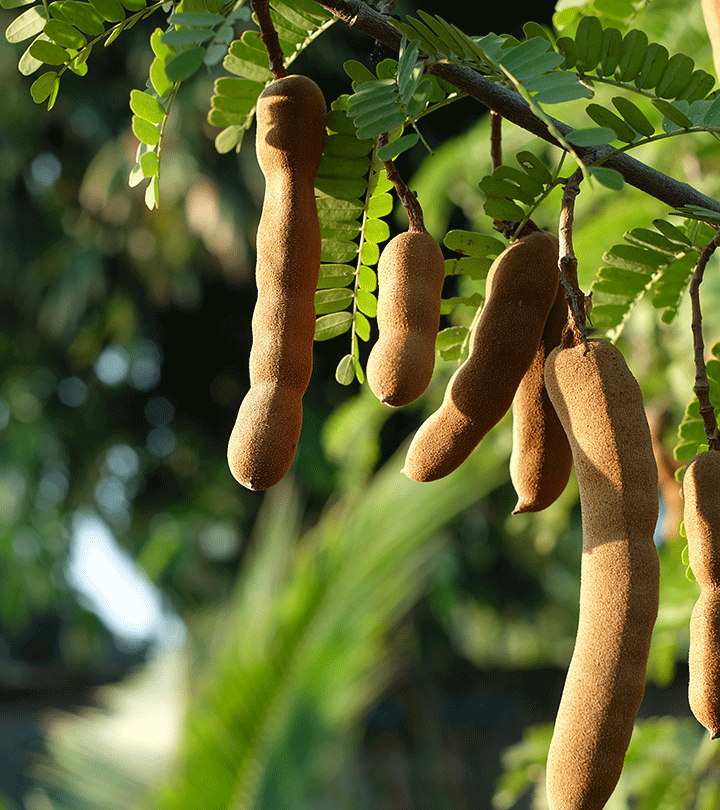 इमली के पत्ते के फायदे और नुकसान – Tamarind Leaves Benefits and Side Effects in Hindi