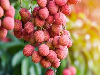 लीची के 17 फायदे, उपयोग और नुकसान – Litchis (Lychees) Benefits and Side Effects in Hindi