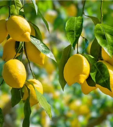 नींबू के पत्ते के 11 फायदे और नुकसान – Benefits Of Lemon Leaves in Hindi