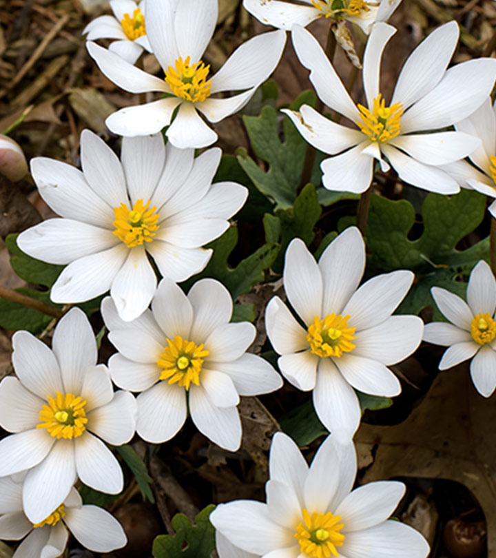 Bloodroot: 5 Major Benefits, How To Use, And Side Effects