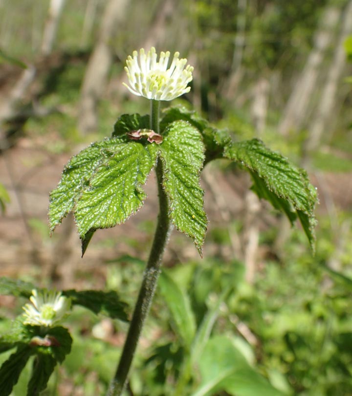 Goldenseal: 9 Potential Health Benefits, Dosage, And Possible Side ...