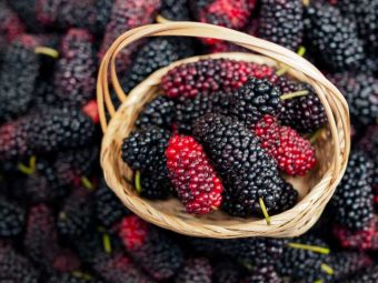 शहतूत के फायदे, उपयोग और नुकसान – Mulberry Benefits, Uses and Side Effects in Hindi