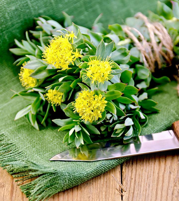 Rhodiola Rosea: 7 Benefits, Dosage, And Side Effects