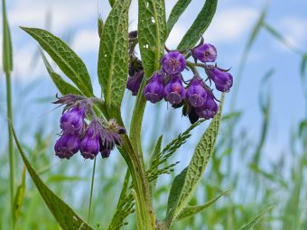 4 Benefits Of Comfrey, How It Works, & Possible Side Effects