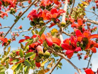blooming-bombax-ceiba-red-cotton-tree