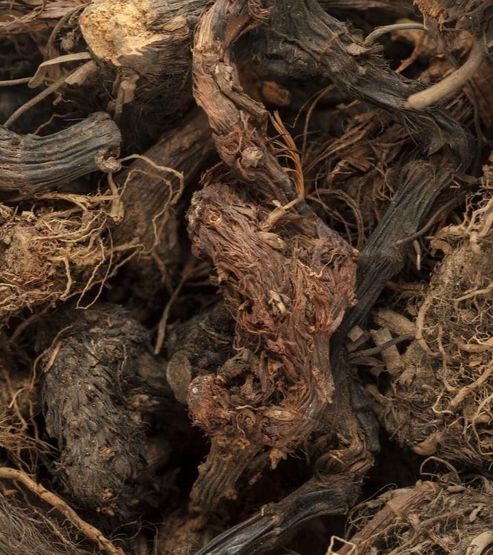 जटामांसी के फायदे, उपयोग और नुकसान – Jatamansi Benefits and Uses in Hindi