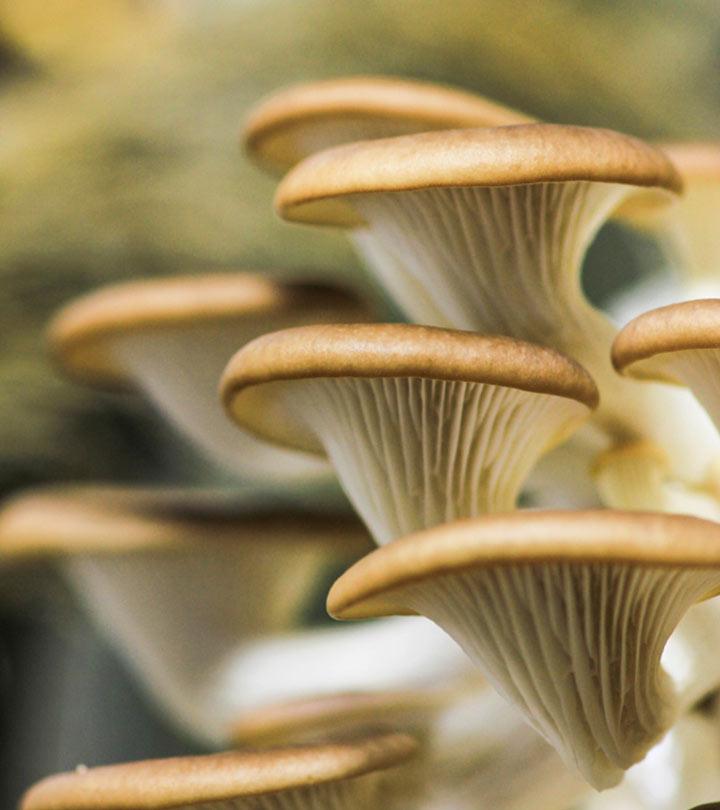 Oyster Mushrooms Mold Image & Photo (Free Trial)