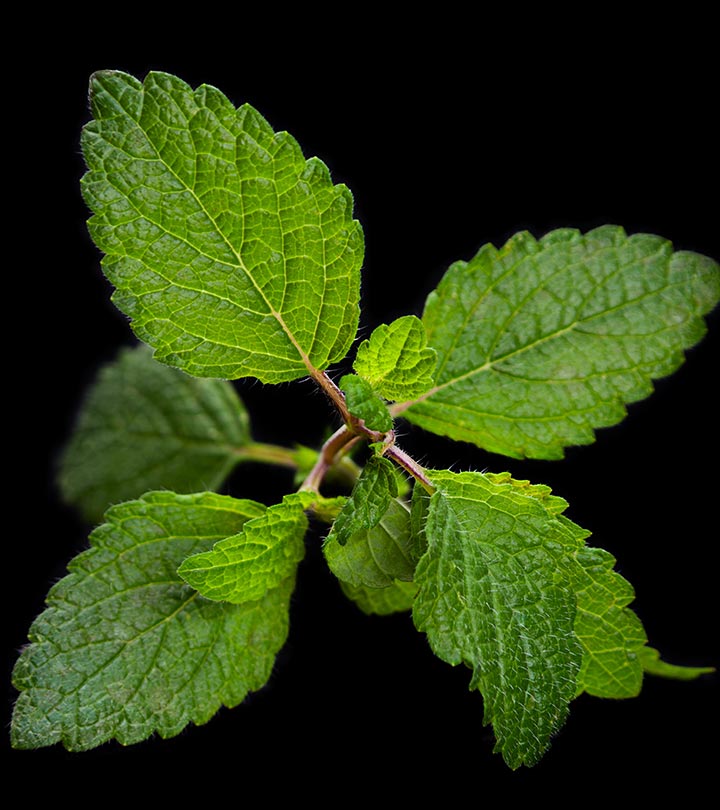 7 Benefits Of Lemon Balm, Dosage, And Side Effects
