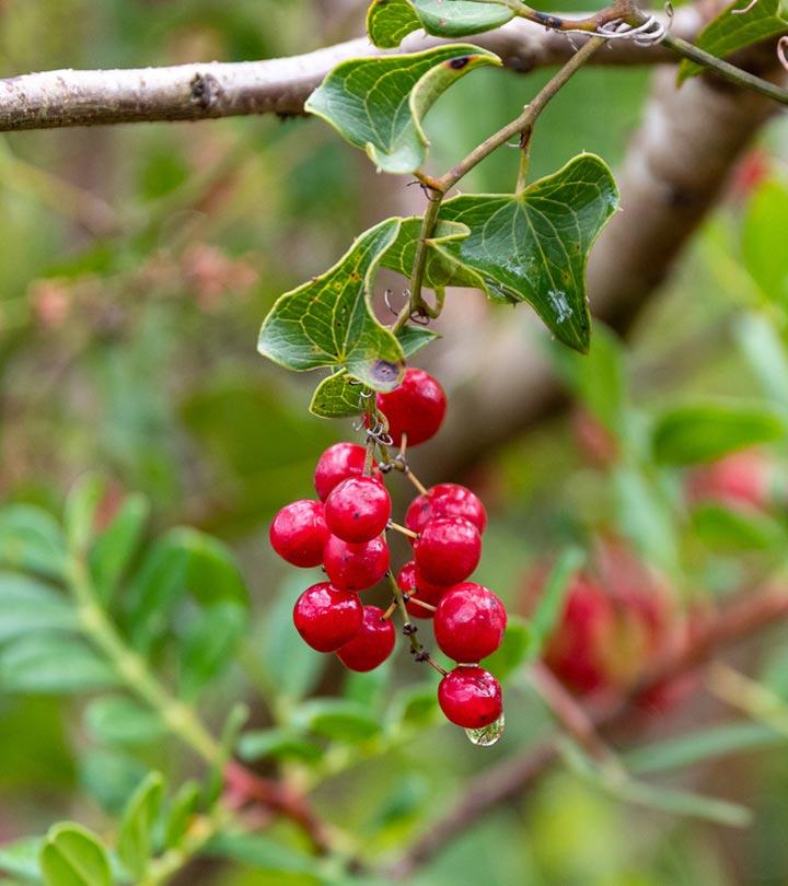 Sarsaparilla Root - Healthier Steps