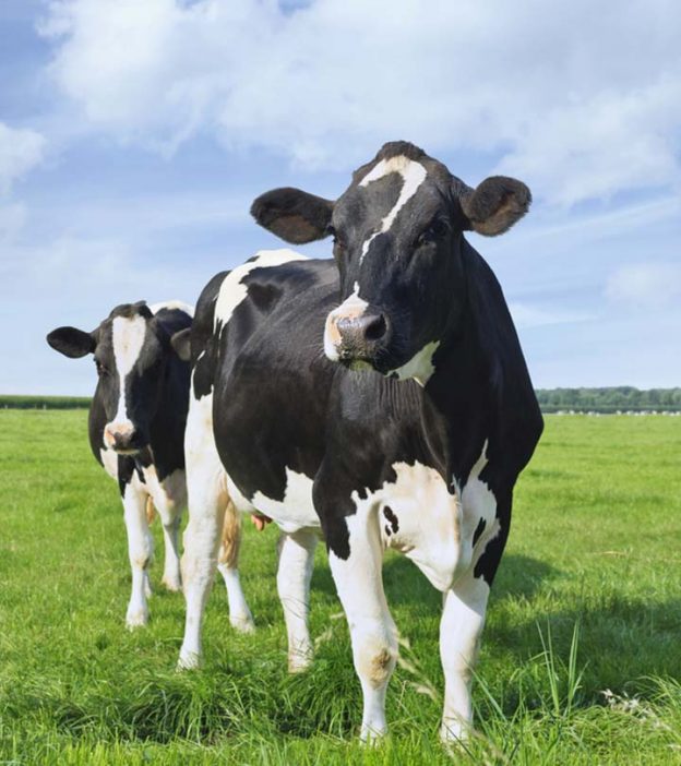 गोमूत्र के फायदे, उपयोग और नुकसान – Cow Urine (Gomutra) Benefits in Hindi