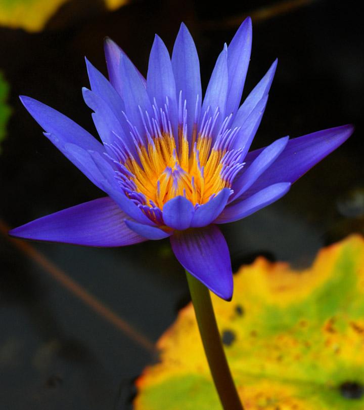 What Is Blue Lotus Flower? Benefits And How To Use