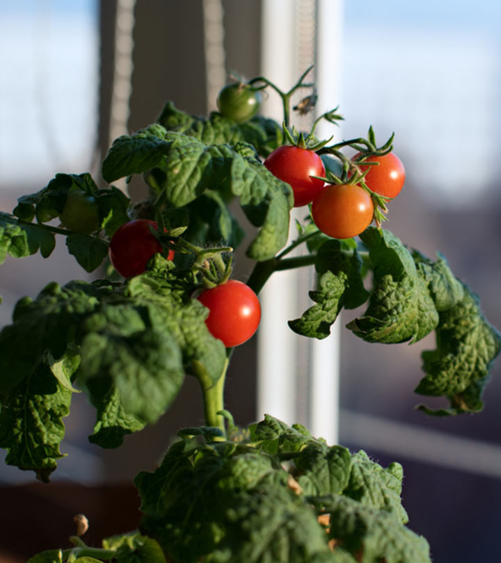 8 Vegetables You Can Grow In Your Apartment