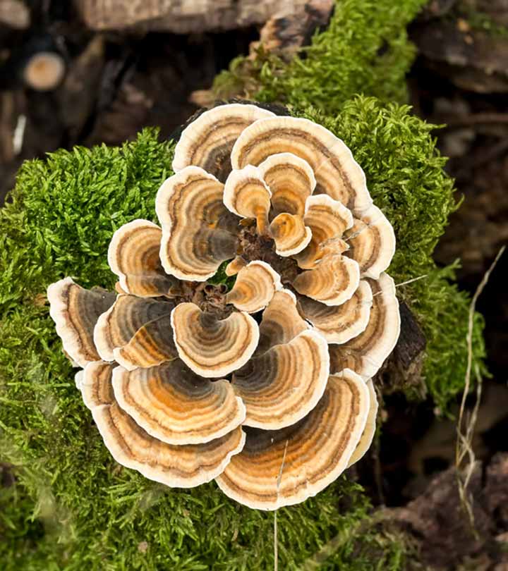 7 Benefits Of Turkey Tail Mushrooms And Possible Side Effects