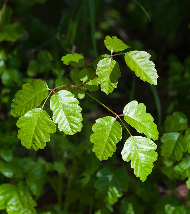 9 Home Remedies For Poison Oak Itch + When To See A Doctor