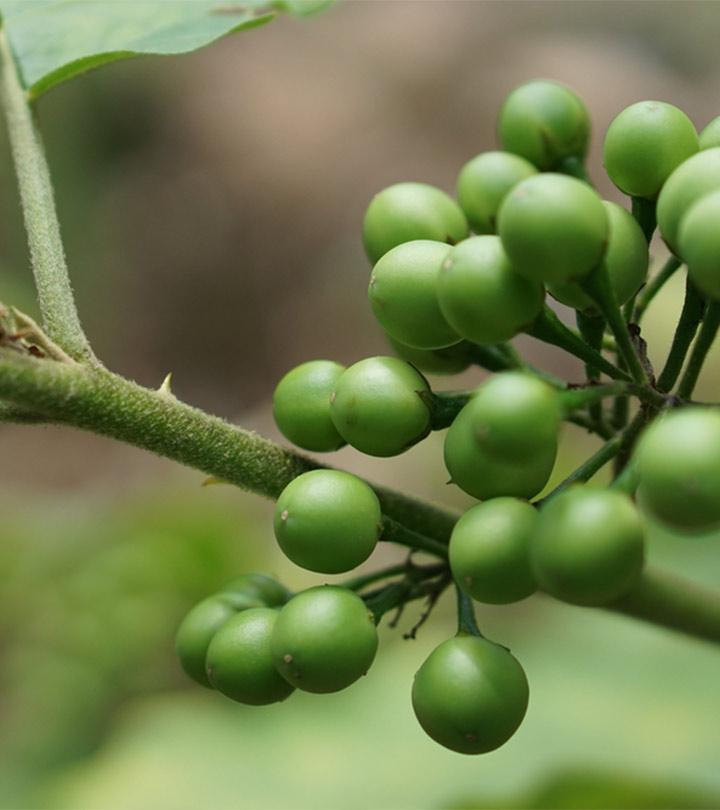 Top 7 Important Turkey Berry Health Benefits You Need To Know