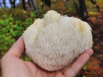 What Is Lion's Mane Mushroom? Nutrition, Benefits, And More!