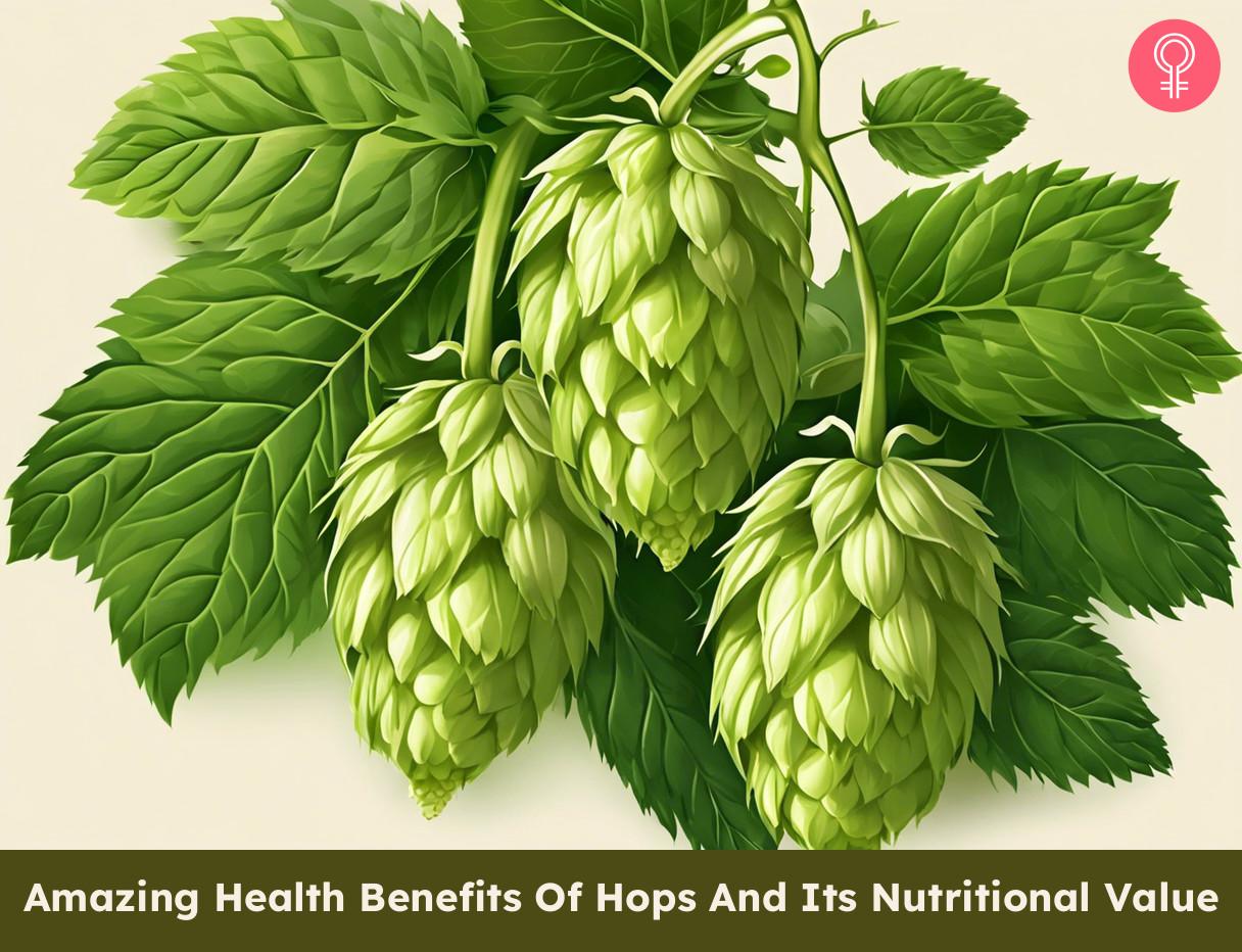 16 Amazing Health Benefits Of Hops And Its Nutritional Value