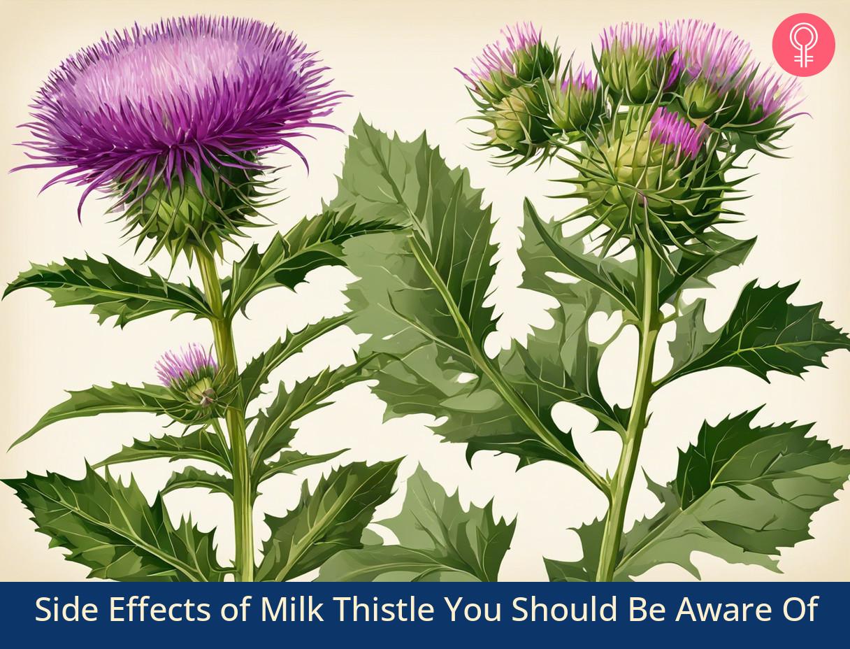 8 Side Effects of Milk Thistle You Should Be Aware Of